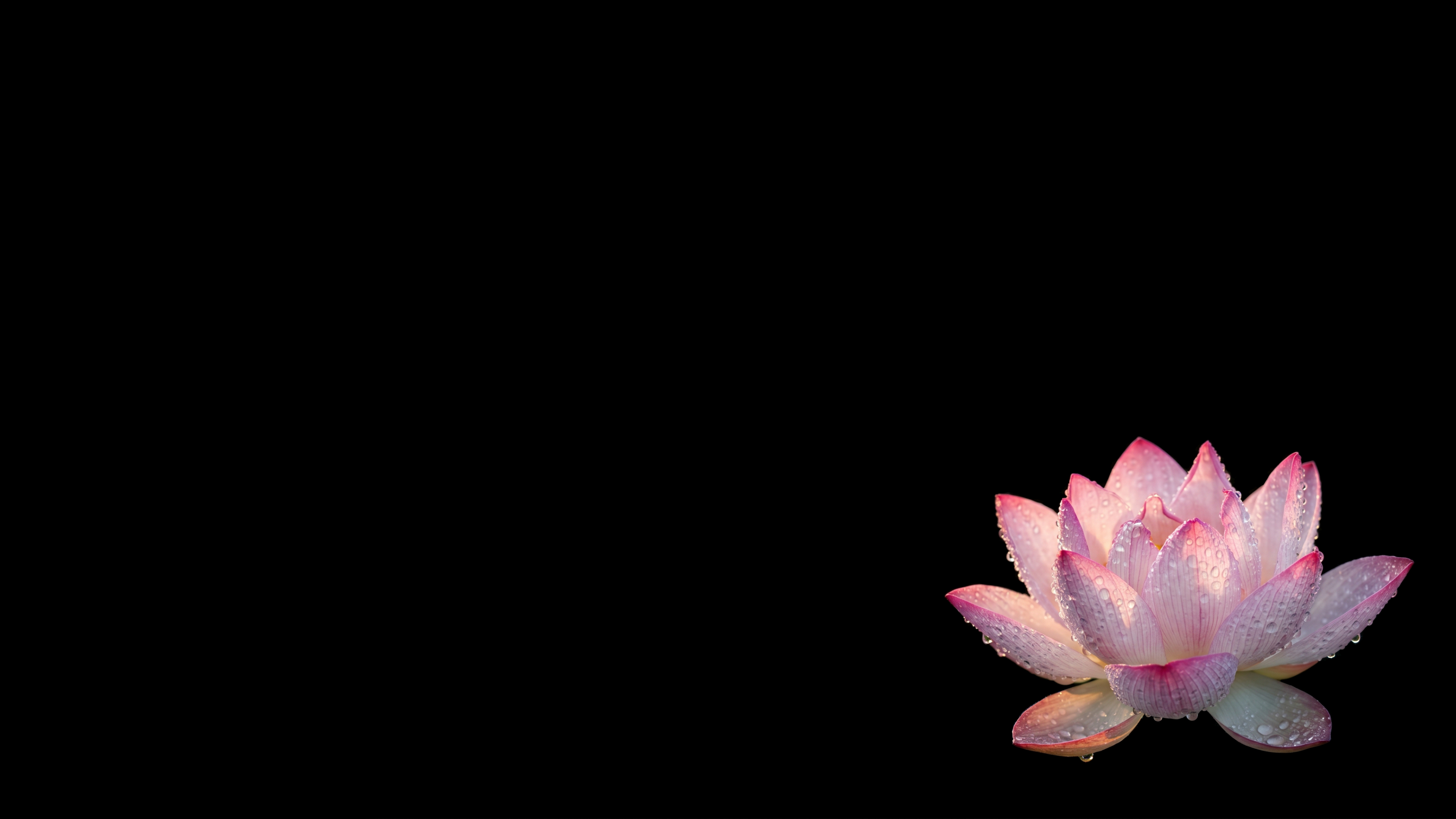 Lotus Flower With Dew Droplets